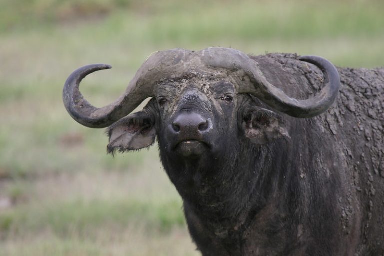 2-Day Fly in & out from Zanzibar -Tarangire & Ngorongoro