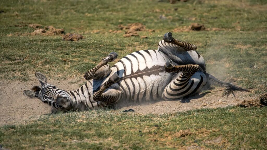 2-Day Amazing Safari to Tarangire & Ngorongoro