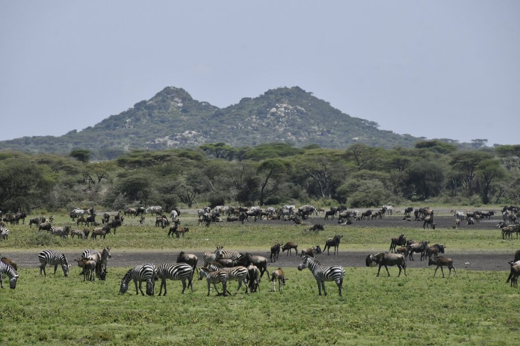 2-Day From Zanzibar to Serengeti & Ngorongoro Crater