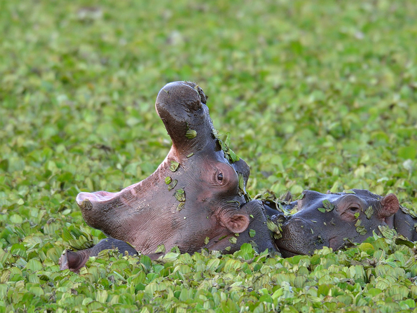 2-Day Trip from Zanzibar -Tarangire & Manyara