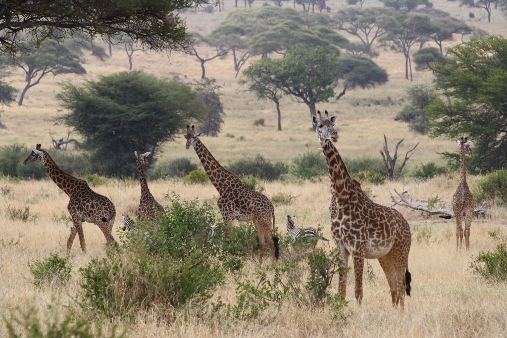 2-Day Spectacular Safari to Tarangire & Lake Manyara