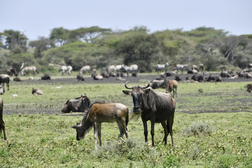 4-Day From Zanzibar-Ndutu Migration Safari (Dec-March)