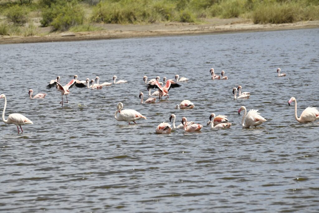 4-Day Manyara, Serengeti & Ngorongoro Classic Tour