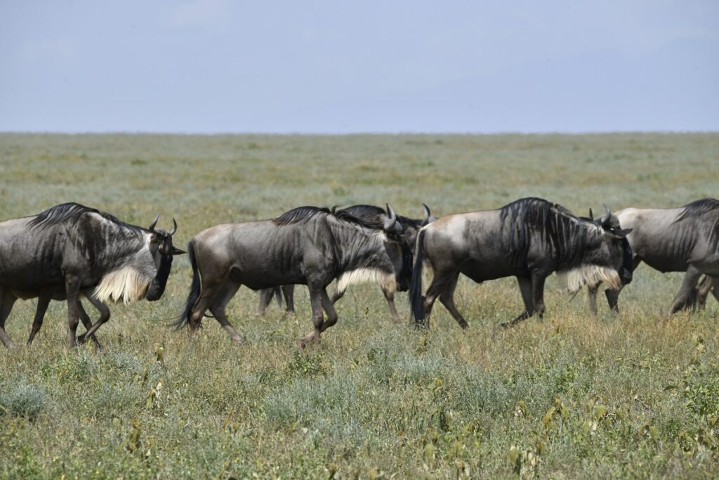 2-Day Ndutu Great Migration from Zanzibar (Dec-March)