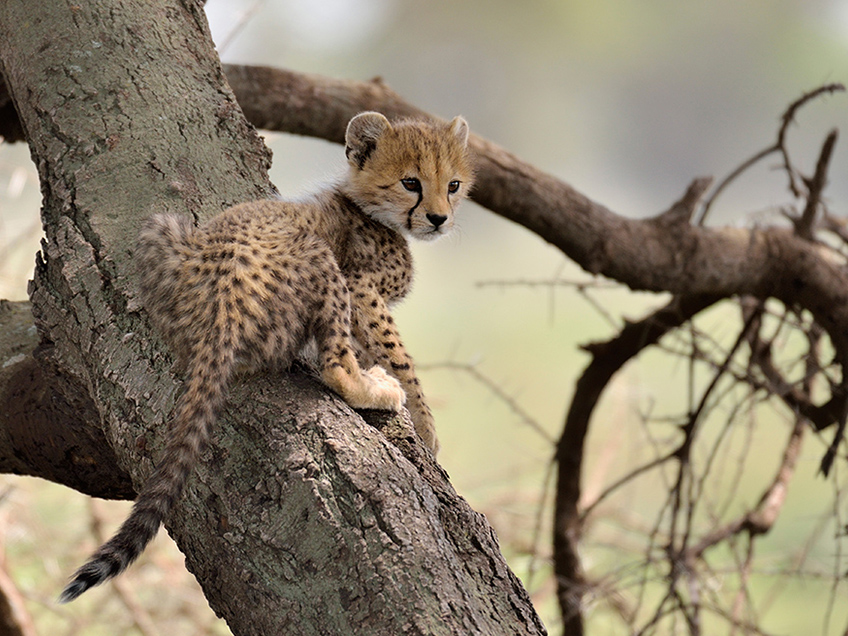 4-Day Amazing Safari Tarangire Serengeti and Ngorongoro