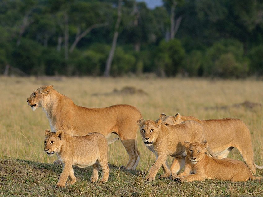 4-Day Wonderful Safari Tarangire, Serengeti & Ngorongoro