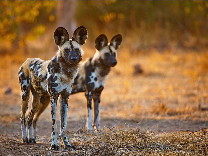 2-Day Luxury Safari from Zanzibar Tarangire & Ngorongoro
