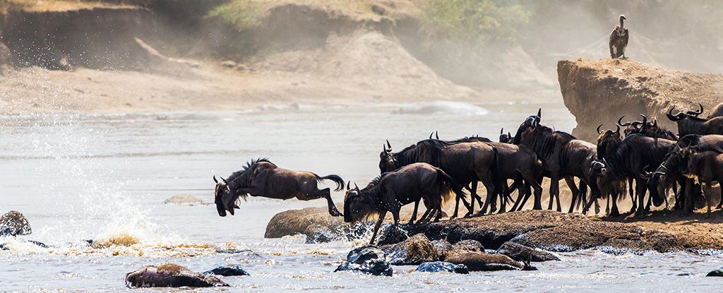 4-Day Great Migration Mara River Crossing (July-October)