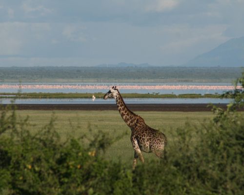 Lake_Manyara_National_Park_Giraffes_24