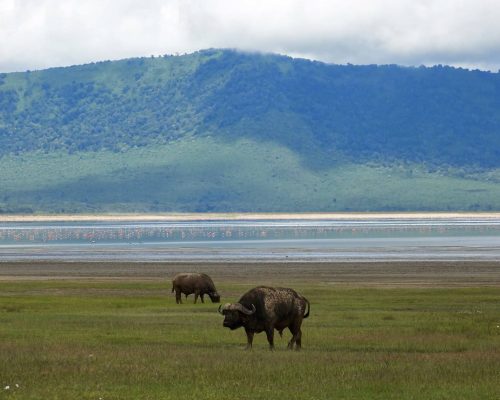 Ngorongoro_Crater_Buffalos_NCA