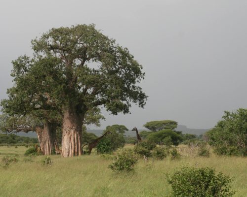 Tarangire_National_Park_Baobab_Trees_20